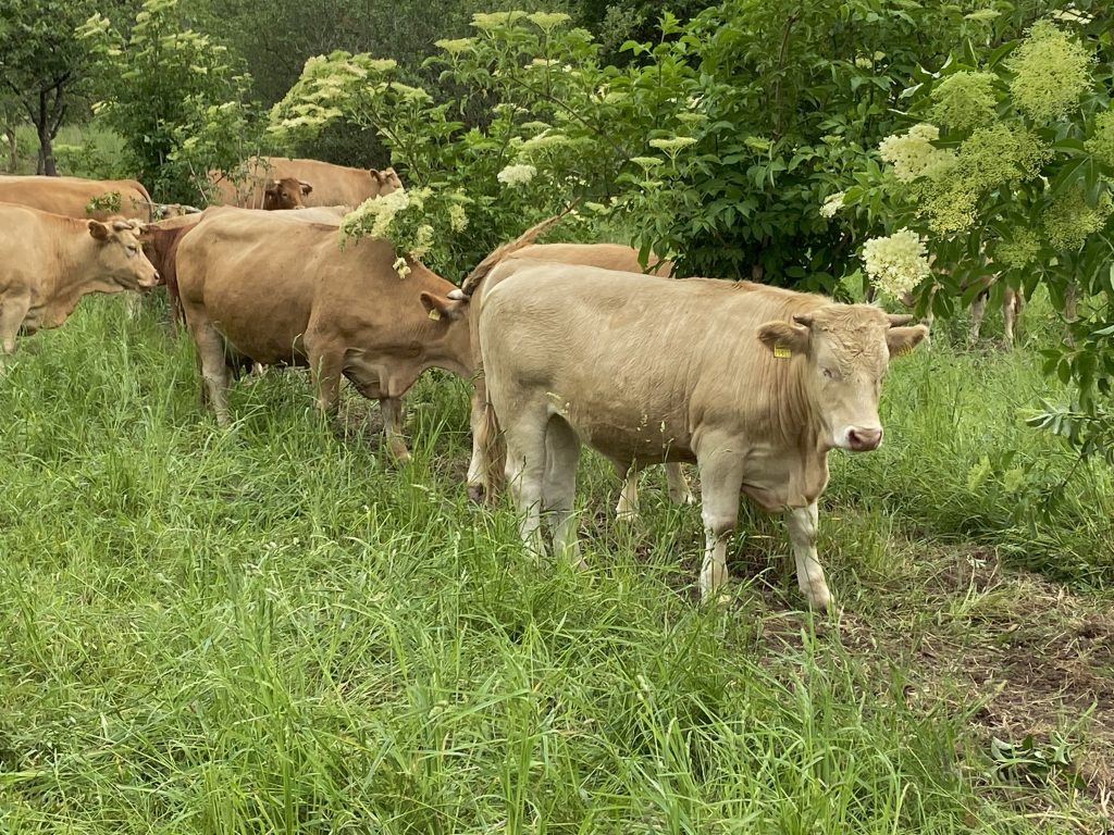 Kühe im Holunder